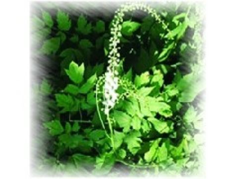 Black Cohosh Extract 